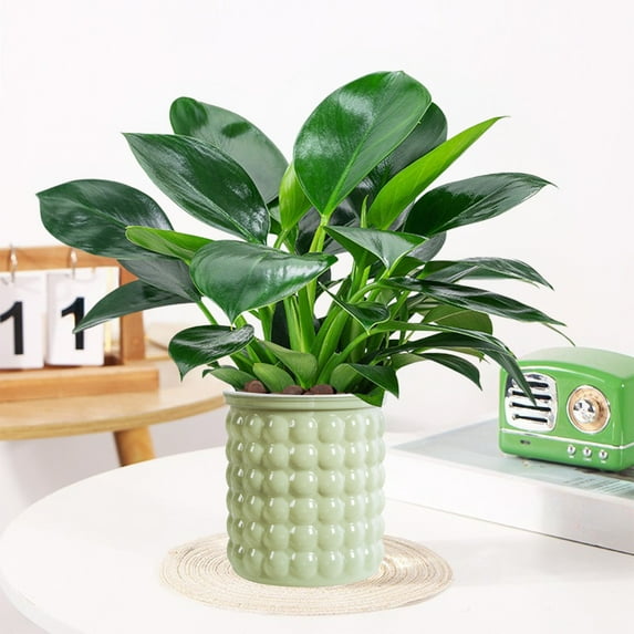 YHAICO Ceramic Plant Pots Thickened Flat Mouth Flower Pot Selfs Watering Transparent Flower Pots for Small Potted Plants Suitable for Hydroponics