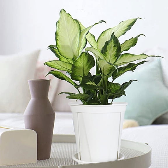 YHAICO Tray Scandinavian Style Resin Green Plants Gallon Flower Pots Concise Thickened Long-lasting Plastic Imitation Ceramic Household Pots Large Size