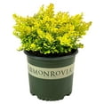 YIDOADFEAP Golden Nugget Dwarf Japanese Barberry 3 gal Monrovia