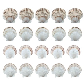 YIEMEEN 20Pieces Large Seashells Collection White Scalloped Shells for Baking and Art