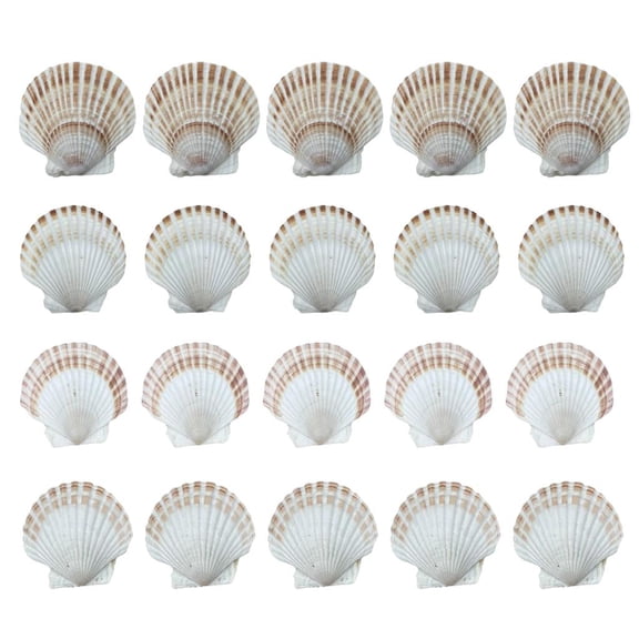 YIEMEEN 20Pieces Large Seashells Collection White Scalloped Shells for Baking and Art