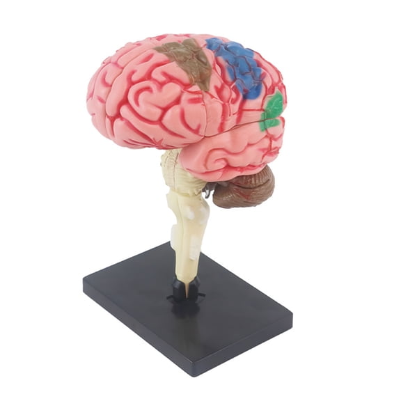 YIFAEUX 4D Brain Structure Model Good Detail Equal Proportion Reduction Human Body Brain Anatomy Teaching Model Classroom Study Display Model Research Surgical Training Tool