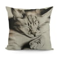 thumbnail image 1 of YINGXI  Cat Throw Pillow Covers Animal Painting Pillow Cases Pet Farmhouse Decorative Cushion Covers for Sofa Couch 20x20in, 1 of 5