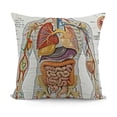 thumbnail image 1 of YINGXI  Human Anatomy Throw Pillow Cushion Cover, Complete Chart Different Organ Body Structures Cell Life Illustration, Decorative Square Accent Pillow Case, White 20x20in, 1 of 5