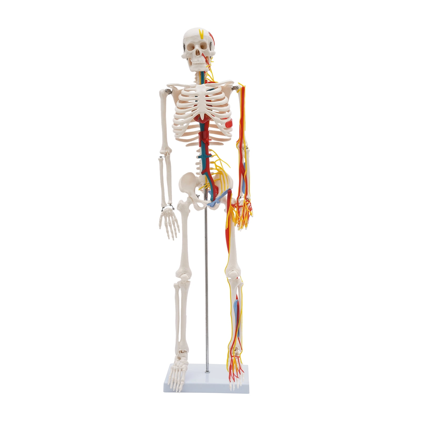 YIYIBYUS 33.46Inch Skeleton Model with Metal Stand, Medical School Human Anatomy Class Human Anatomy Models