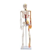 YIYIBYUS 33.46Inch Skeleton Model with Metal Stand, Medical School Human Anatomy Class Human Anatomy Models
