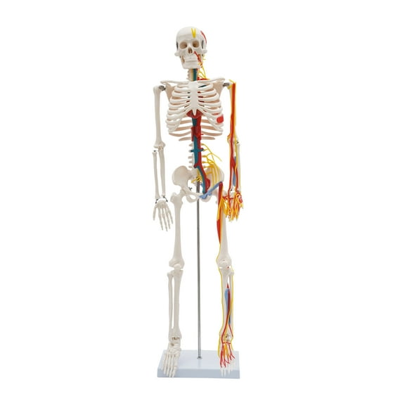 YIYIBYUS 33.46Inch Skeleton Model with Metal Stand, Medical School Human Anatomy Class Human Anatomy Models