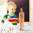 thumbnail image 1 of YOHAVEN Human Anatomy Model Organ Puzzle, Science Educational Skeleton Assembly Toy for Classroom Learning STEM Activities, Biology Study Tool, 1 of 9