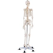 YOJFOTOU Life Size 70.8" Human Anatomical Anatomy Skeleton Medical Model + Stand