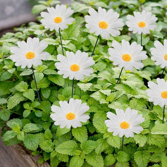 YOSADIER 10Pcs Daisy Flower Garden Stakes White Decorative Lawn Art for Outdoor Patio Garden Pathway Decor