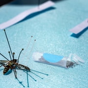 YOSADIER Specimen Pinning Needles Stainless Steel Insect Pins for Butterfly Collecting with Plastic Bottle