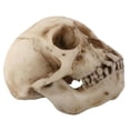 thumbnail image 1 of YTC Summit 8036 MONKEY SKULL, C-24, 1 of 1