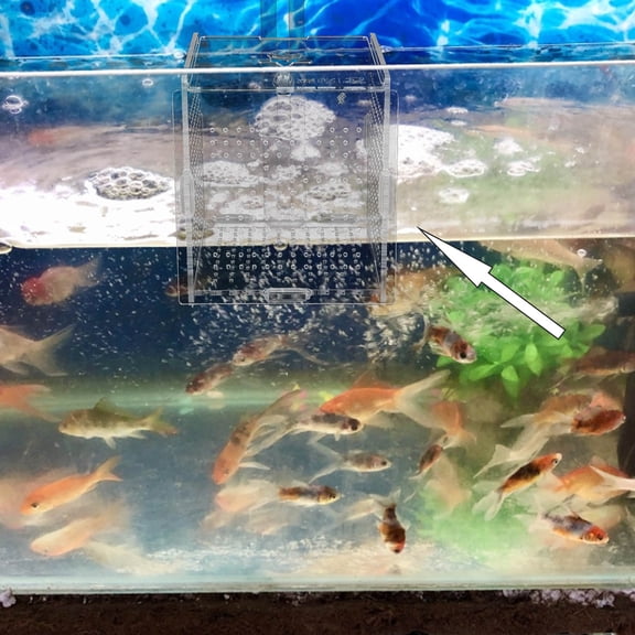 YUNLIGHTS 1Set Acrylic Fish Isolation Box with Hook for Practical Durable Aquarium Fish Holding
