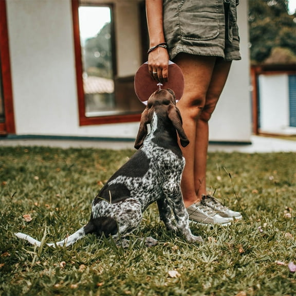 YUNLIGHTS Outdoor Dog Toy Rugby-Shaped Flying Disc Toy Plastic Brown 1Set 5.9X5.9X1.1In