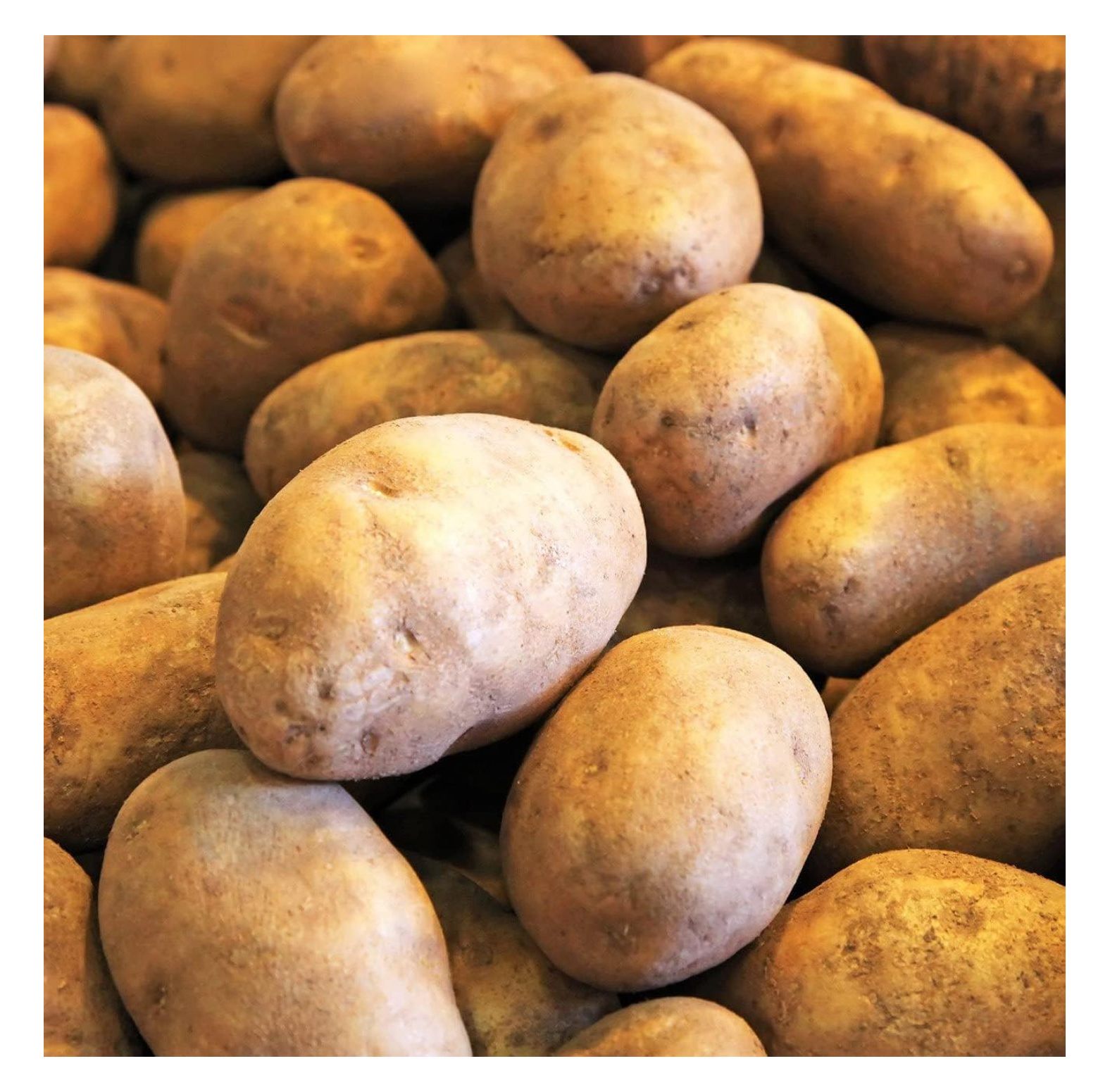 YUNTIE Russet Seed Potatoes USDA Certified for Growers Size B Non GMO