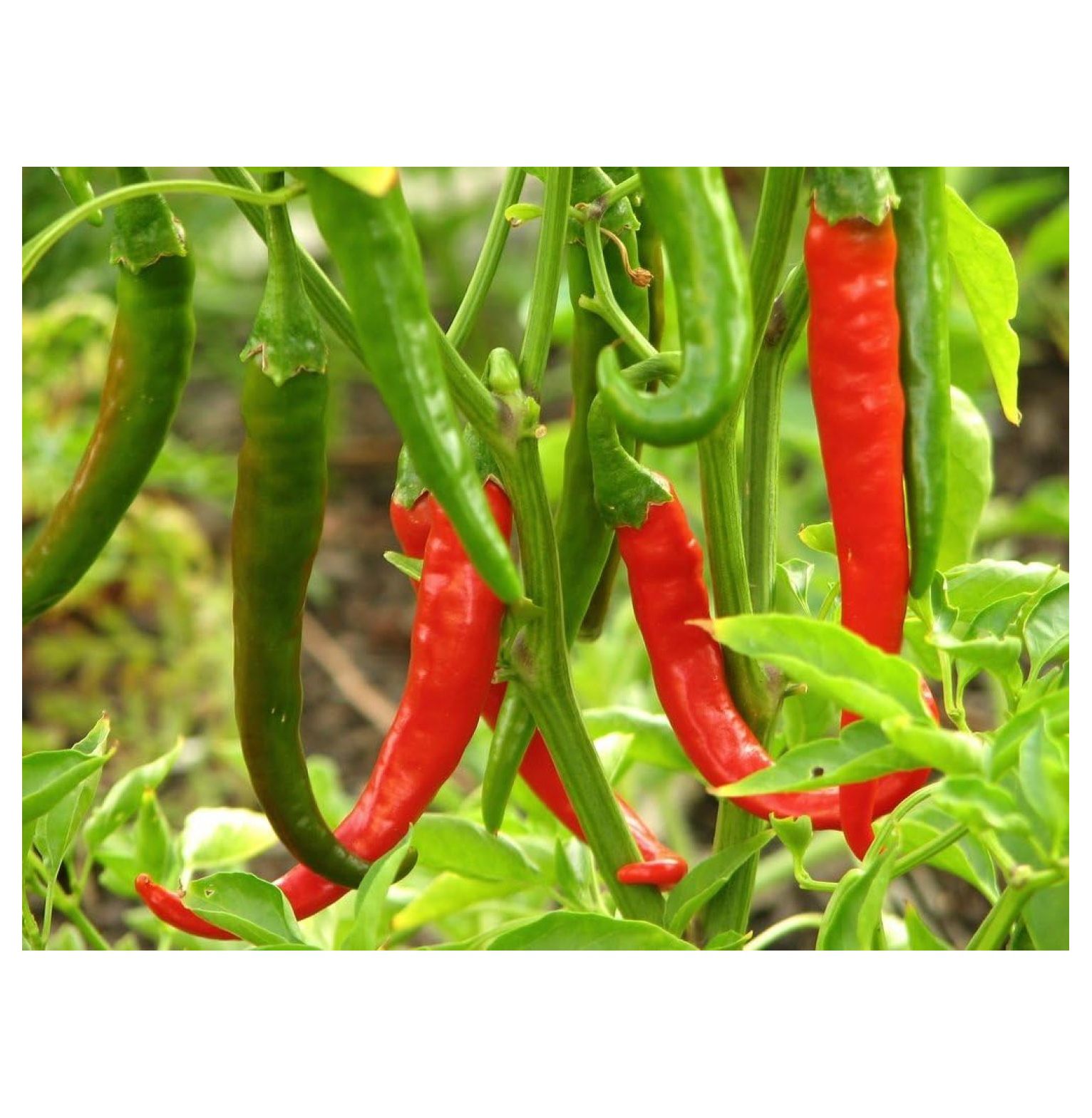 YUNTIEThai Gong Bao Dragon Hot Pepper PlantsTwo (2) Live Plants Non
