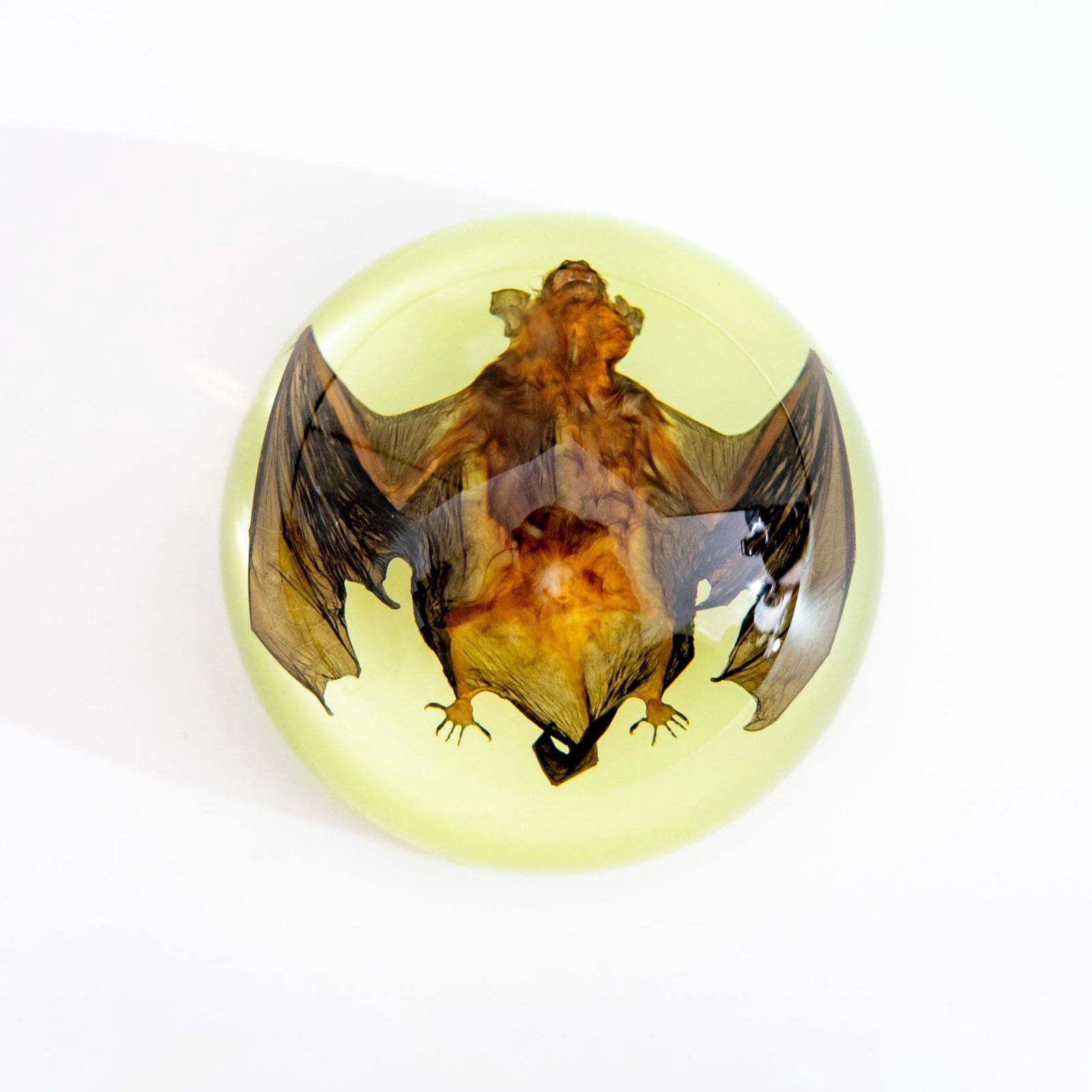 Real Bat Specimen In Resin - Large 5.5x2.5x0.7 Inch Taxidermy For Science Education & Display