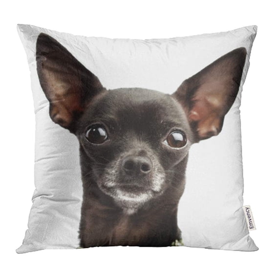 YWOTA Red Dog Funny Black Chihuahua Animal Portrait Face Head Eyes Pet Close Pillow Cases Cushion Cover 18x18 inch
