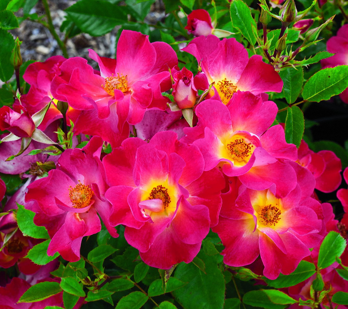 Yabba Dabba Doo Shrub Rose Bush Bareroot