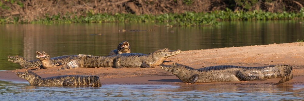 Yacare Caimans (Caiman yacare) in a river Pantanal Matogrossense National Park Pantanal Wetlands Brazil Canvas Art - Panoramic Images (6 x 18)