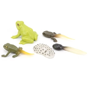 Yajisi Animal Growth Cycle Frog Life Cycle Model Educational Science Kit, Double Units Pack 6.3 inches / 16.0 cm Long