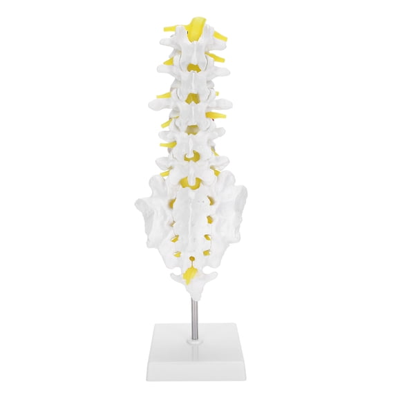 Yajisi Human Lumbar Vertebral Model Anatomy Skeleton Teaching Tool Spine Model, 11.4 inches / 29 cm