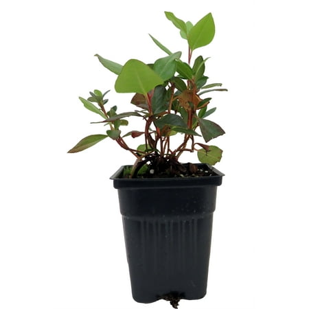 Yaku Prince Rhododendron - Very Hardy - Spectacular - 4" Pot