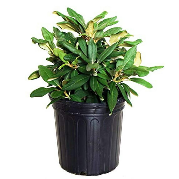 Yaku Prince Rhododendron