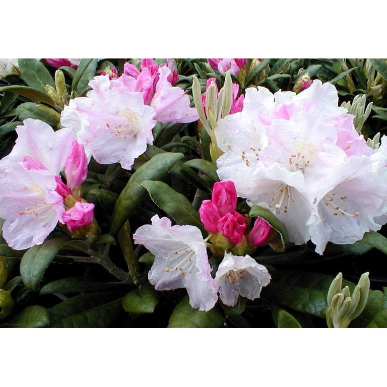 Yaku Princess Rhododendron - Very Hardy - Spectacular - 2.5" Pot -  Walmart.com