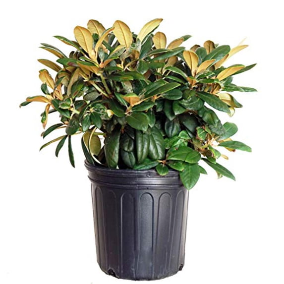 Yaku Princess Rhododendron