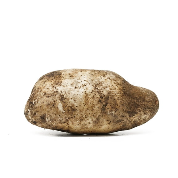 Yam Root Whole Fresh, Each (Name Florido)