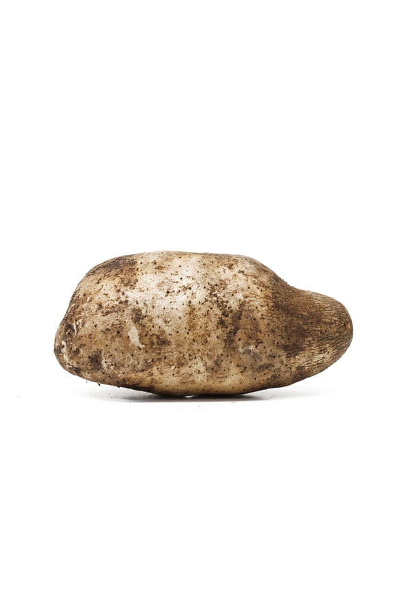 Yam Root Whole Fresh, Each (Name Florido)