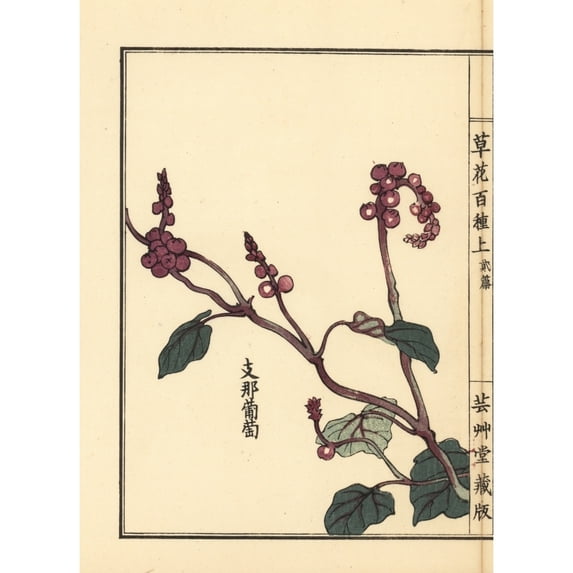 Yamabudou Or Crimson Glory Vine, Vitis Coignetiae Poster Print By ® Florilegius Mary Evans (24 X 36)