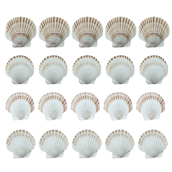 Yammee 20Pieces Large Seashells Collection White Scalloped Shells for Baking and Art