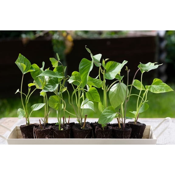 Yams Slips for Planting - Grow Your Own Orange/Red Sweet Potatos (10 Slips)
