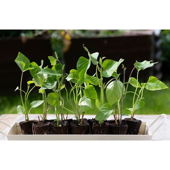 Yams Slips for Planting - Grow Your Own Orange/Red Sweet Potatos (3 Slips)