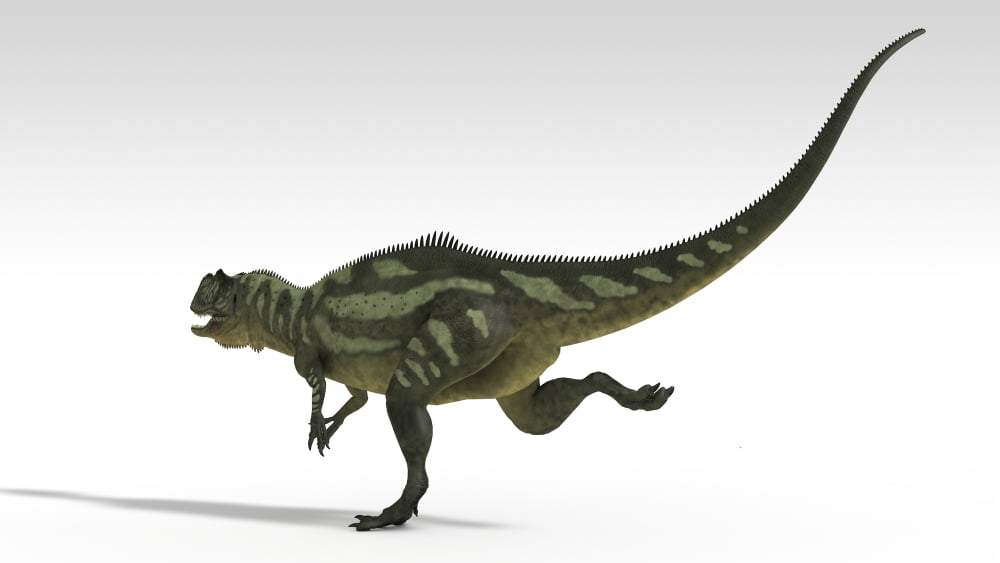 Yangchuanosaurus dinosaur white background Canvas Art - Kostyantyn IvanyshenStocktrek Images (19 x 11)