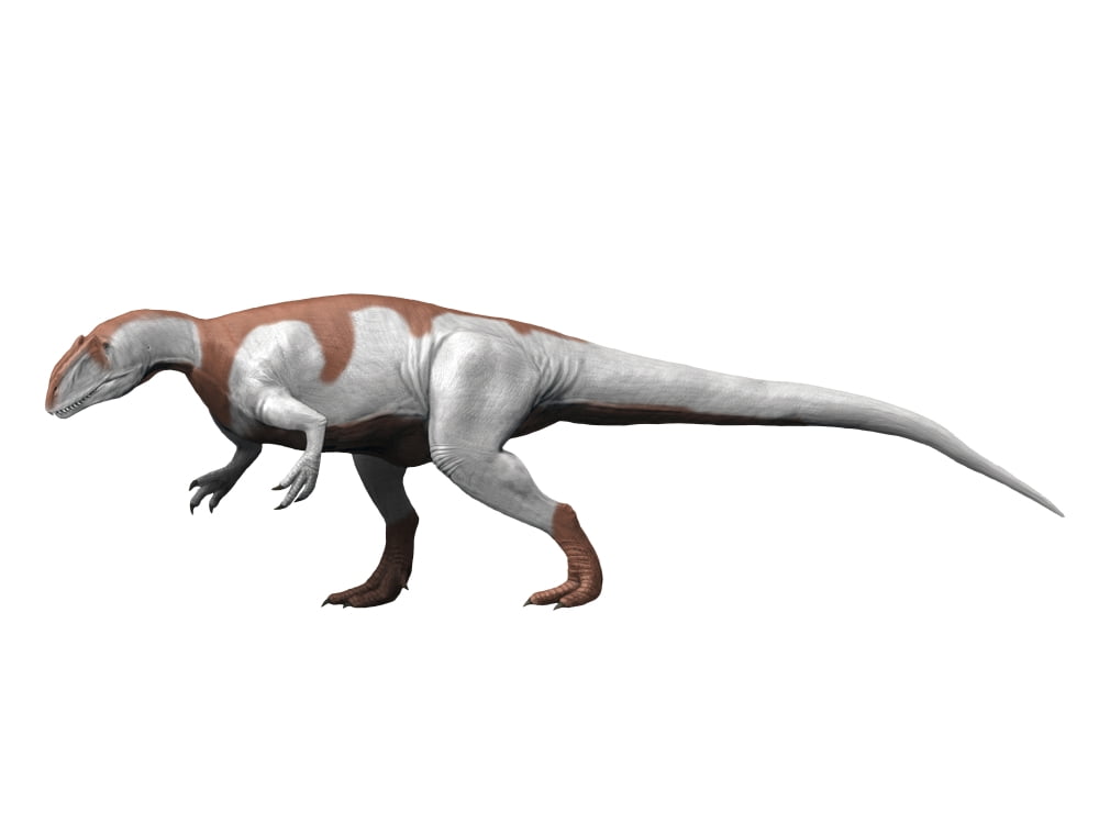 Yangchuanosaurus is a theropod from the Late Jurassic period Canvas Art - Nobumichi TamuraStocktrek Images (17 x 13)