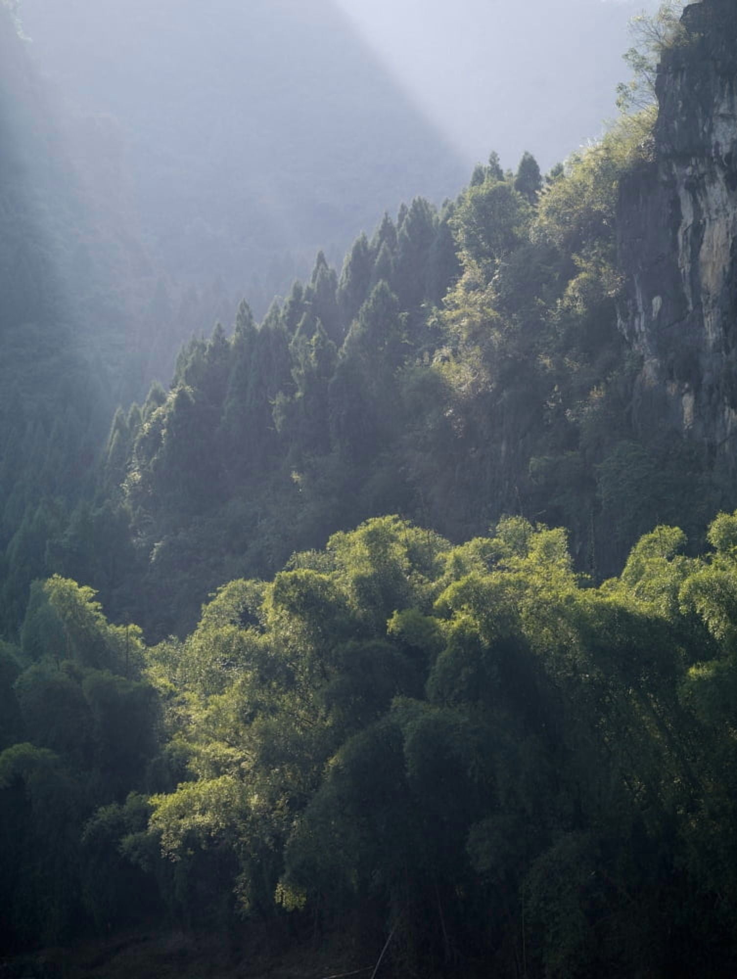 Yangshuo Guilin Guangxi Province China Sunrays On Trees Canvas Art - Keith Levit Design Pics (15 x 20)