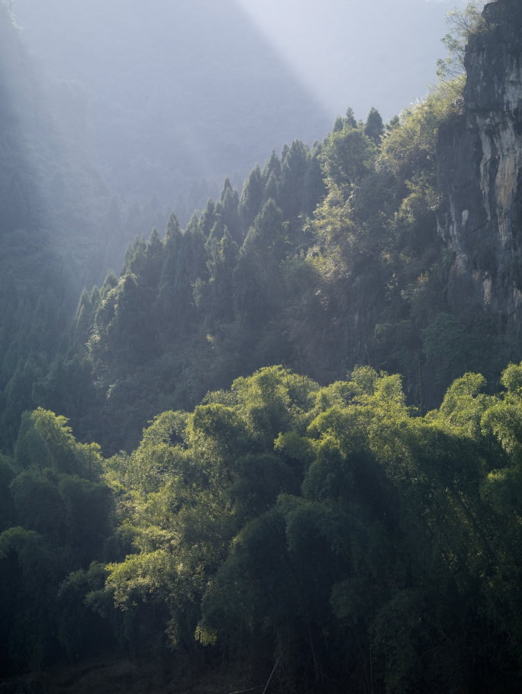 Yangshuo Guilin Guangxi Province China Sunrays On Trees Canvas Art - Keith Levit Design Pics (30 x 40)