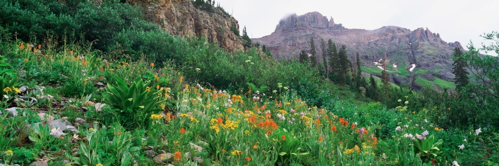Yankee Boy Basin Colorado Canvas Art - Panoramic Images (36 x 12)