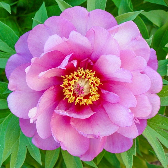 Yankee Doodle Dandy Peony Potted Perennial Starter Plant