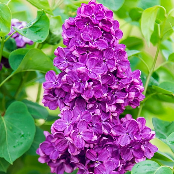 Yankee Doodle Lilac Dormant Bare Root Flowering Starter Shrub