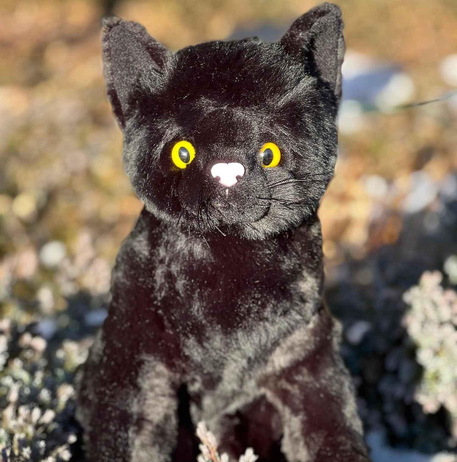 Big Eyes Cat Stuffed Toys – Big Squishies