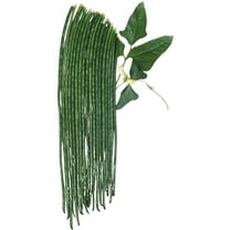 Kurosanjaku Yard Long Bean Seed 5 Gram ~32 Seeds | Non-GMO Heirloom Asian Pole Snap Beans | Vigna Unguiculata | 70-90 Days | Heat-Tolerant | Open-Pollinated