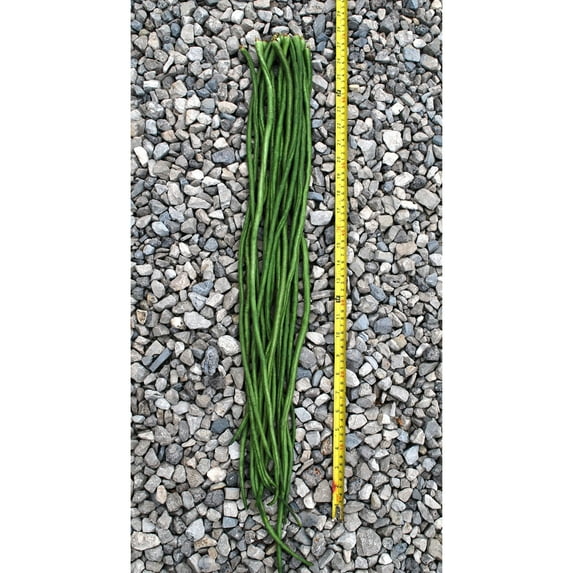 Yard Long Bean - Yu Long Noodle Kin - 7 g Packet ~42 Seeds - Non-GMO, Heirloom - Asian Garden Vegetable
