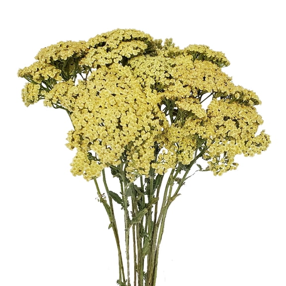 Bloomingmore Yarrow Cottage 12 Bunches Cream Yarrow, Fresh Cut Flowers