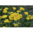 thumbnail image 1 of Yarrow 'Moonshine' - Live Starter Plant, 1 of 6