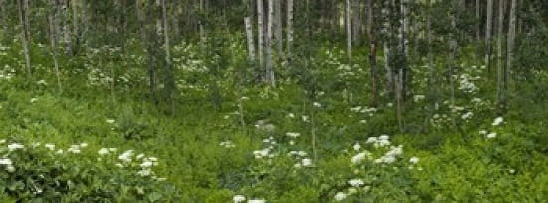 Yarrow and aspen trees along Gothic Road Mount Crested Butte Gunnison County Colorado USA Canvas Art - Panoramic Images (18 x 7)
