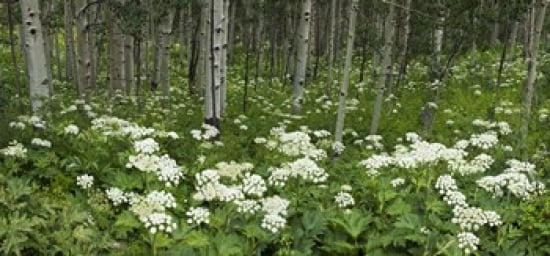 Yarrow and aspen trees along Gothic Road Mount Crested Butte Gunnison County Colorado USA Canvas Art - Panoramic Images (24 x 12)
